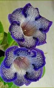 Pin By Pennie Hornback On Flower Beds Unusual Flowers Flower Meanings Wonderful Flowers
