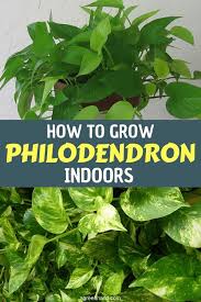 How To Grow Philodendron Indoors Easily Indoor Plant Care Philodendron Plant Plants