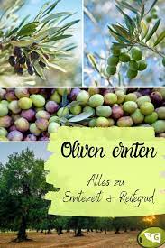 Schwarze oliven gibt es nicht. Erntezeit Von Oliven Wann Genau Sind Oliven Reif Zum Ernten Erntezeit Oliven Ernte