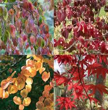 Les Plus Beaux Feuillages D Automne Feuillage Arbres Et Arbustes Arbuste