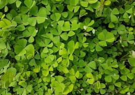 Image result for Marsilea macrocarpa