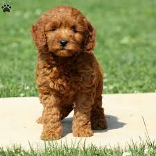 Goldendoodle & bernedoodle puppies currently for sale. Duddley F1b Mini Goldendoodle Puppy For Sale In Pennsylvania Goldendoodle Puppy For Sale Mini Goldendoodle Puppies Mini Goldendoodle