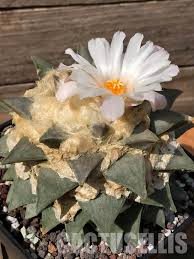 Image result for Telosma africana