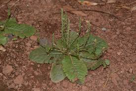 Image result for Elytraria acaulis