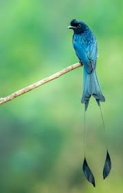 It is usually sold in rolls and is put onto a wall using wallpaper paste. Green Bird Pictures Download Free Images On Unsplash