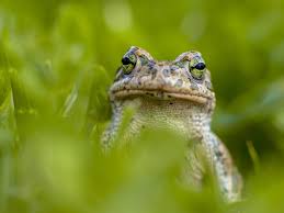 Aug 03, 2020 · toads will eat most insects and prey they find in your garden. How To Keep Frogs Off Your Property Toads N Frogs
