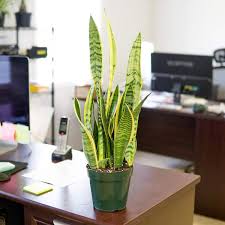 Image result for Vahadenia laurentii