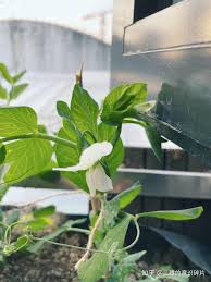 在BIDL的种豆日记- 知乎