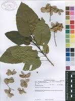 Image result for Carpodiptera africana