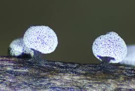 Image result for Melanospermum