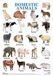 Tricolor Classic Educational Charts Domestic Animals Tricolor Books Animals Name In English Animals Name With Picture Animal Pictures For Kids