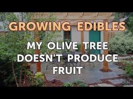 Maybe you would like to learn more about one of these? My Olive Tree Doesn T Produce Fruit Youtube