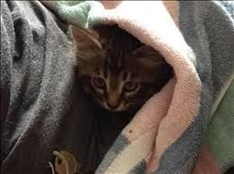 Meet Rosie A Petfinder Adoptable Domestic Medium Hair Cat Abbotsford Bc Primary Color Grey Tabby Weight 0 82 Age 0yrs 0m Medium Hair Styles Tabby Cats