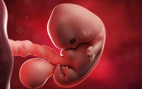 Todos los paquetes se envían y se marcan. 7 Semanas De Embarazo Embarazo Babysitio