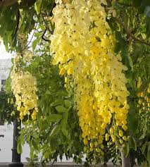 Image result for Senna floribunda