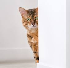Viral infections can cause sneezing and are contagious. Causes Of Cat Sneezing Proplan Purina Arabia
