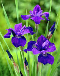 Siberian Iris Caesars Brother Sword Lily Caesars Brother Types Of Purple Flowers Iris Flowers Purple Iris Flowers
