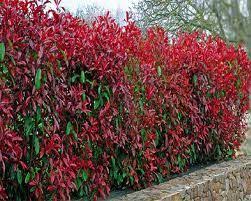 Photinia Red Robin Sadzenie Roslin Rosliny Ogrod