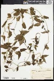 Image result for Cynanchum praecox