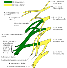 Nervus genitofemoralis - Vicipaedia