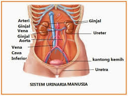 Anatomi dan fisiologi sistem urinariasistem organ yang ada di dalam system uriaria yaitu: Sistem Urinaria Adhesty Novita Xanda Sst M Kes