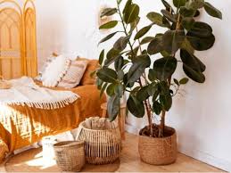 But a plain fig tree — also called the weeping fig and the indian rubber plant — grows well indoors, too. Is Rubber Plant Toxic To Pets Cats Dogs Birds Small Pets More Simplify Plants