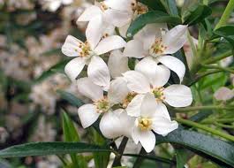 Wildflower identification guide for central sierra nevada foothills with photos, white flowers. Guide To Garden Shrubs Jackson S Online Garden Centre