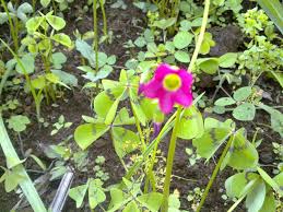 Image result for Oxalis tetraphylla