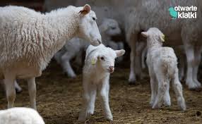 6 niezwykłych faktów o owcach i jagniętach - Otwarte Klatki