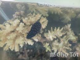 Kết quả hình ảnh cho sên biển