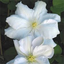 We did not find results for: Clematis Madame Le Coultre Marie Boisselot Friedrich M Westphal Clematiskulturen