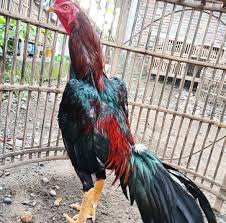 Jual ayam bangkok 2020 super pukul saraf k o mati kompak purwokerto from kompak18.files.wordpress.com bentuk dan model kaki ayam petarung pukul saraf/ko : Gambar Kaki Ayam Pukul Saraf