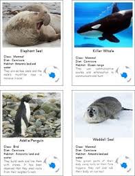 Montessori Inspired Animals Of Antarctica 3 Part Cards And Fact Cards In 2020 Animals Polar Animals Animals Images