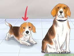 How To Take Care Of A Beagle Puppy With Pictures Wikihow