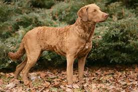 Strong, agile and extremely good tempered: Hunting Dog Profile The Brawny Brainy Chesapeake Bay Retriever Gearjunkie