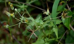 Image result for Bidens biternata