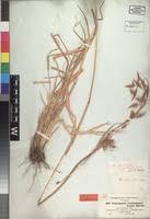 Image result for Hyparrhenia tamba