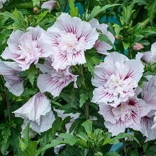 Image result for Hibiscus syriacus ´Pink Chiffon