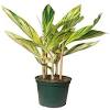 Shell ginger contains many flavonoids, phenolic acids, fibers, lactones, etc. 1
