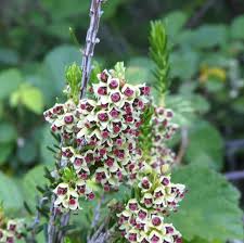 Image result for Scoparia