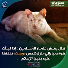 قطة عمياء Cats Animals