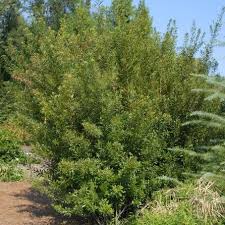 Image result for Myricaceae