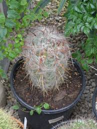 A cactus traditionally eaten by kalahari bushmen has been found to contain a potent appetite suppressant. A Different Cactus For Christmas 27 East