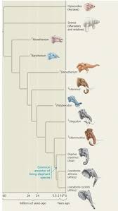 Remnants of features that served important. Concept 22 2 Descent With Modification By Natural Selection Explains The Adaptations Of Organisms And The Unity And Diversity Of Life Flashcards Quizlet