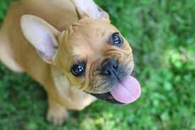 Image result for puppy