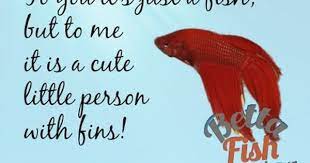 So, i cleaned up my system. To You It S Just A Fish But To Me It Is A Cute Little Person With Fins Fishing Quotes Betta Fish Betta