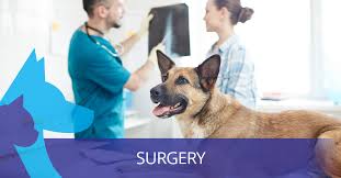 24 hour medical clinic in los angeles on yp.com. Green Dog And Cat Hospital Los Angeles