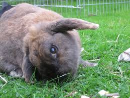 'why is she reading a book without pictures or conversations?' she thought. How To Care For A Rabbit With Head Tilt The Bunnington Post