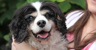 Some malignant tumors cannot be removed. A King Charles Spaniel Who Has Liver Cancer