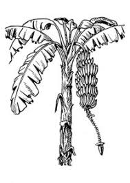Banana Para Colorir E Pintar 2022 15 Imagens Gratis